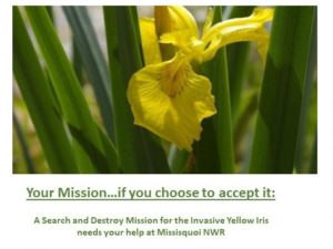 A Search and Destroy Mission for the Invasive Yellow Iris @ Missisquoi National Wildlife Refuge