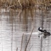 Buffleheads at Young Marsh